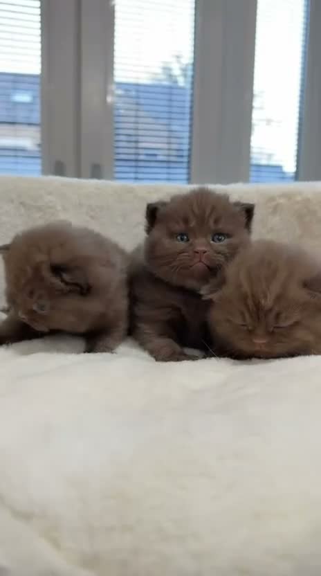 British Shorthair cats for sale: Cinnamon BSH Kittens – 3 Boys  - Video 5