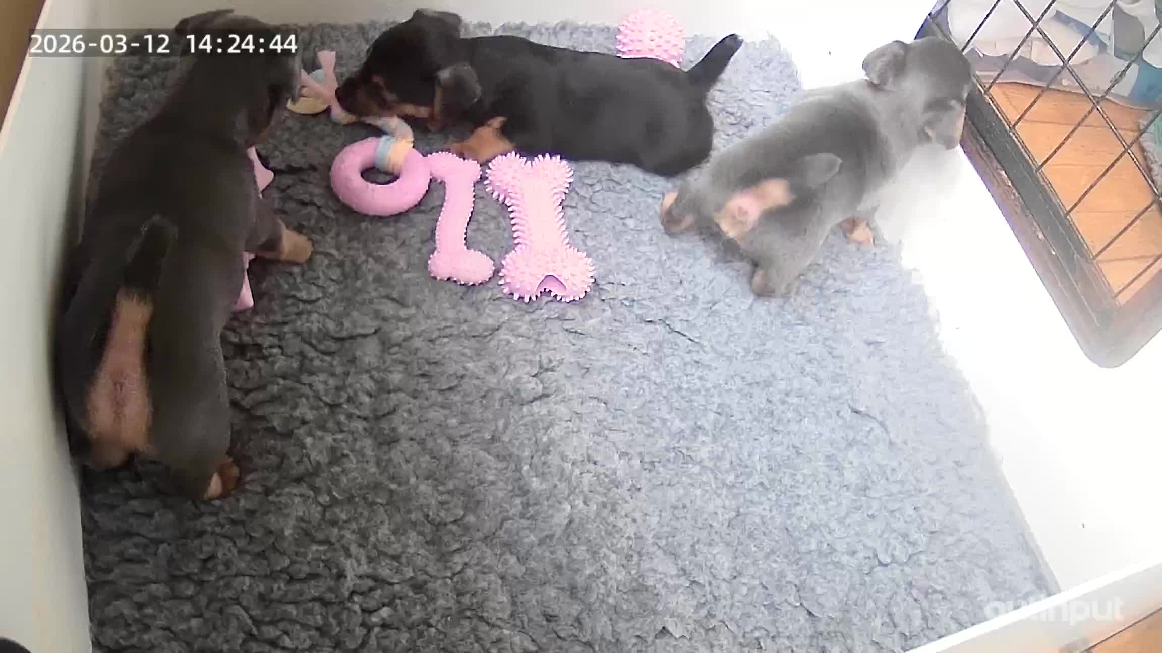 Jack Russell dogs for sale: MINIATURE PUPPY JACK RUSSELLS - Video 1