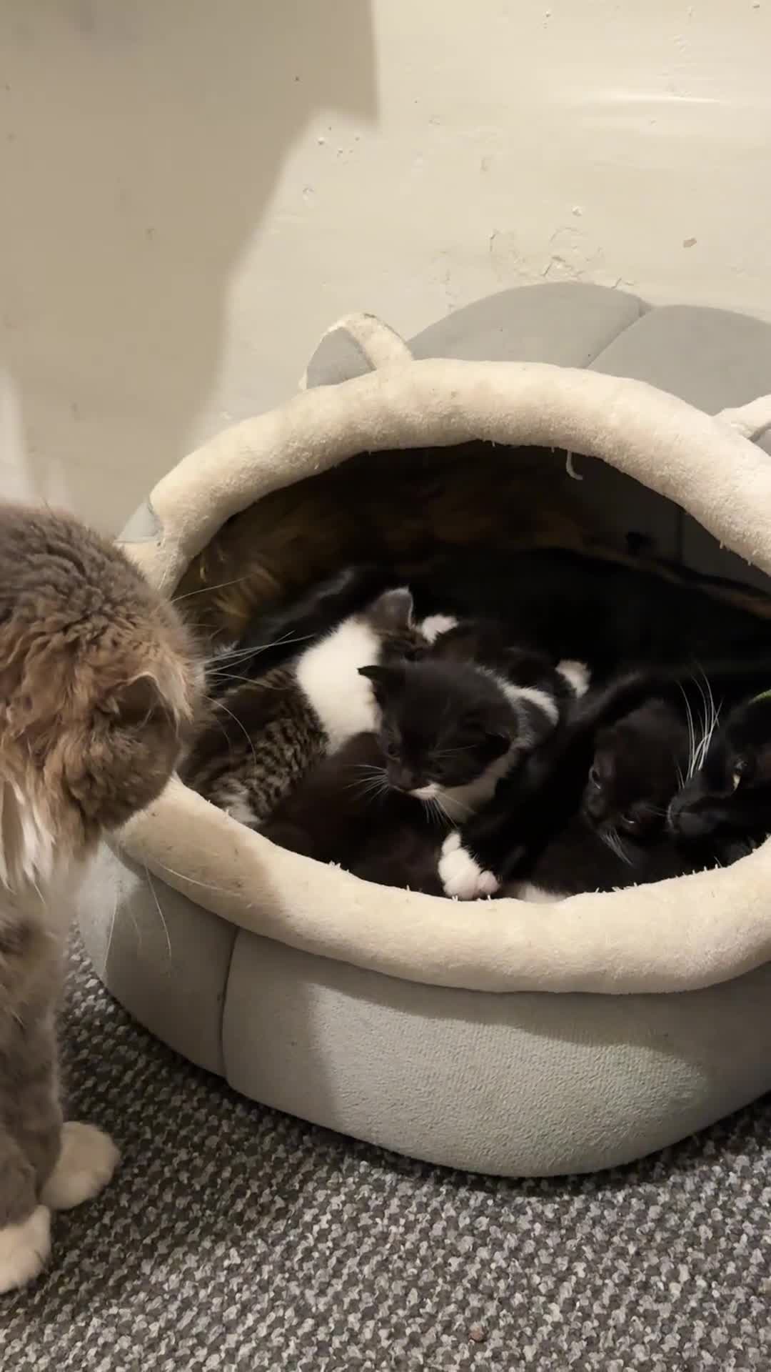 Scottish Fold cats for sale: Scottish Kittens Available for Sale😺 in Oxford - Video 3