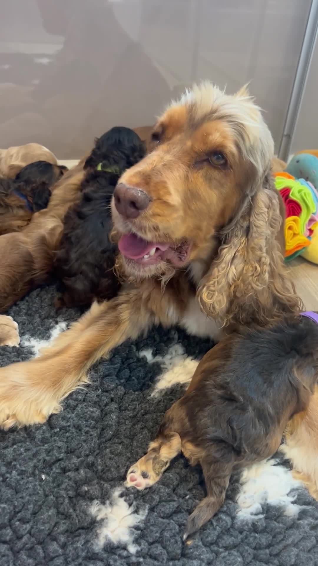 Cockapoo dogs for sale: F1 COCKAPOO PUPPIES 5🌟 LICENSED BREEDER  - Video 1