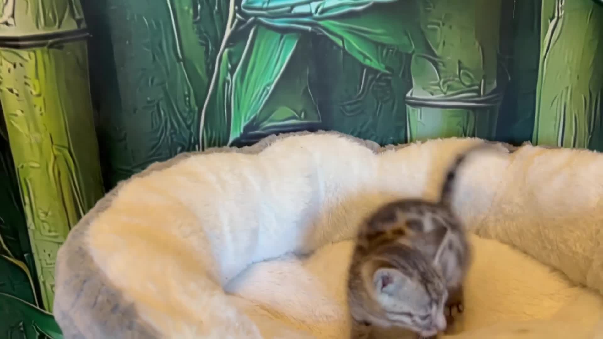 Bengal cats for sale: Beautiful Bengal boys - Video 1