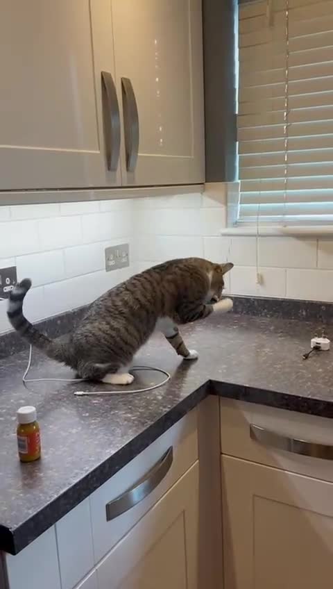 Mixed Breed cats for adoption: NOODLE-AMAZINGLY UNUSUAL FUR PATTERN -CONFIDENT! - Video 3