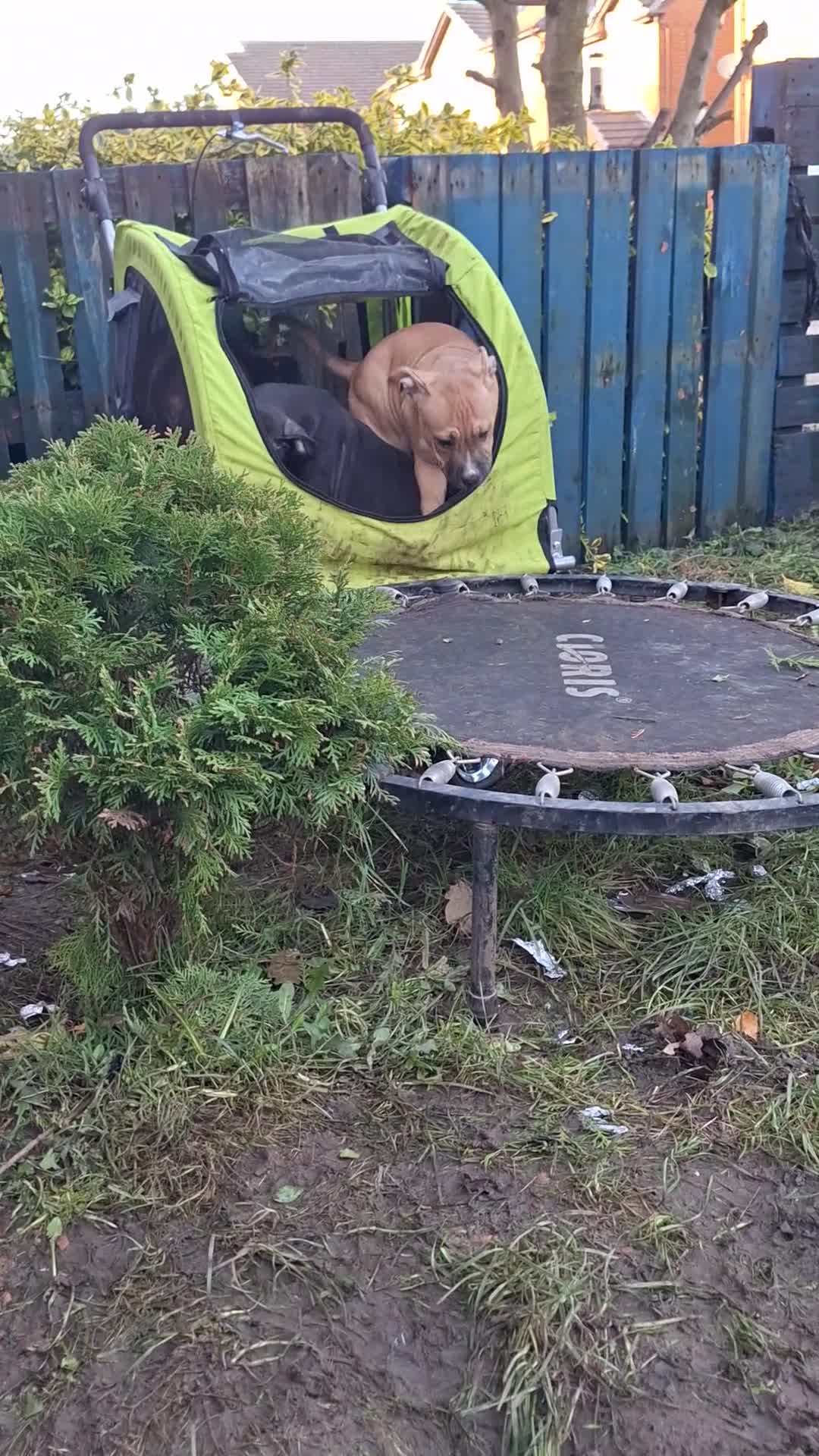 American Bulldog dogs for sale: 11 little hearts need their forever home - Video 4