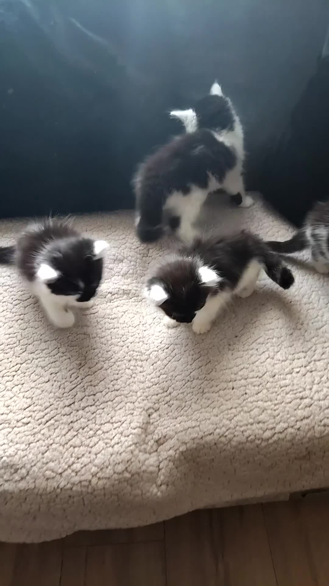 Mixed Breed cats for sale: 4 little Kitten for sale  - Video 1