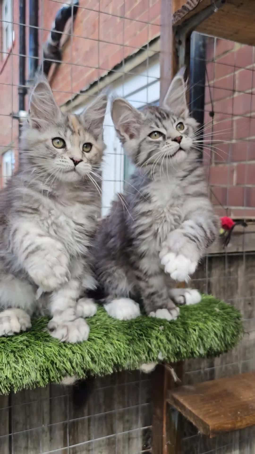Maine Coon cats for sale: TICA polydactyl maine coon kittens - Video 1
