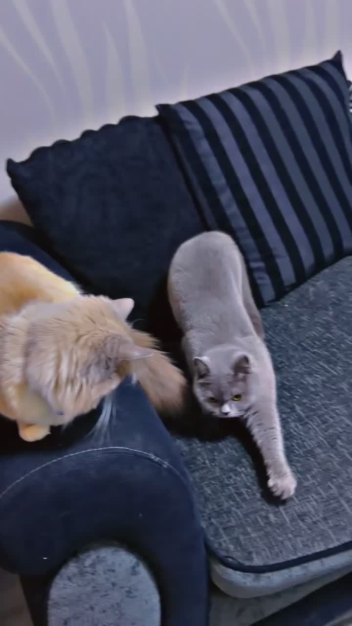 Ragdoll cats for sale: Ragdol British shorthair  in Preston - Video 1