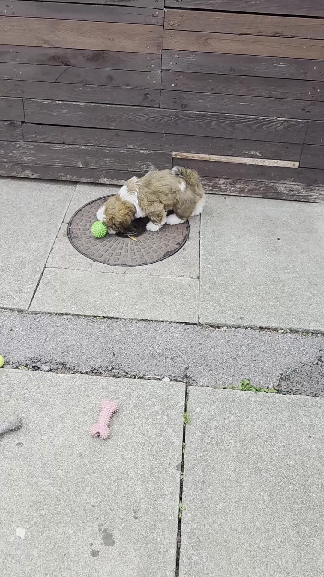 Shih Tzu dogs for sale: SHIH TZU PUPPY BOY LIVER GENE KC REG  - Video 1
