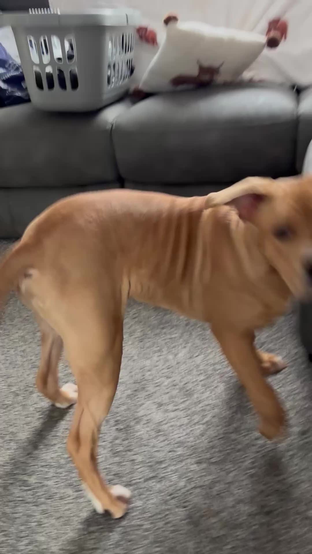 Mixed Breed dogs for sale: Bruno 8 month old - Video 1