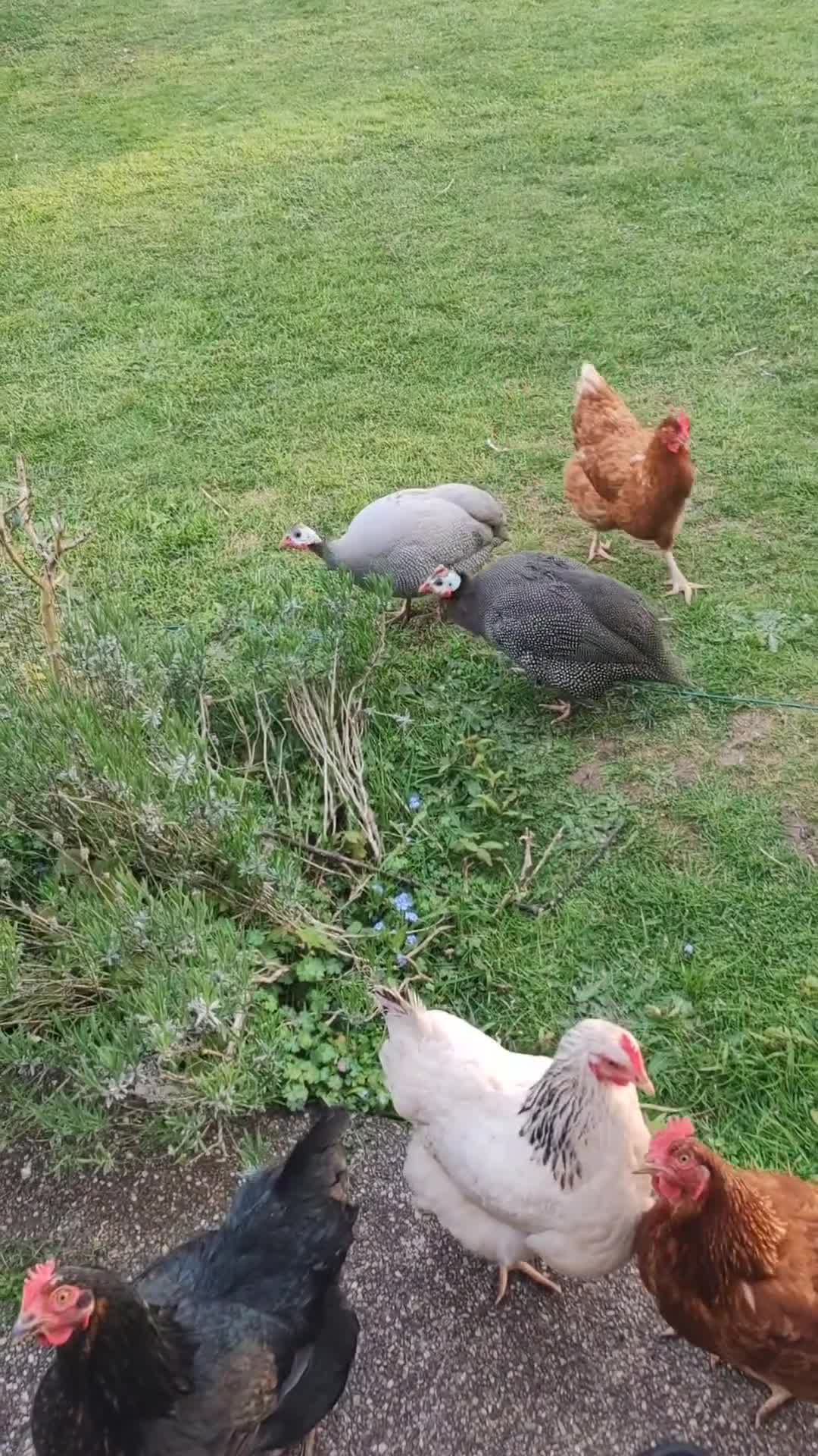 Guinea Fowl poultry for sale: Point of lay Guinea fowl for rehome  in Birmingham - Video 1