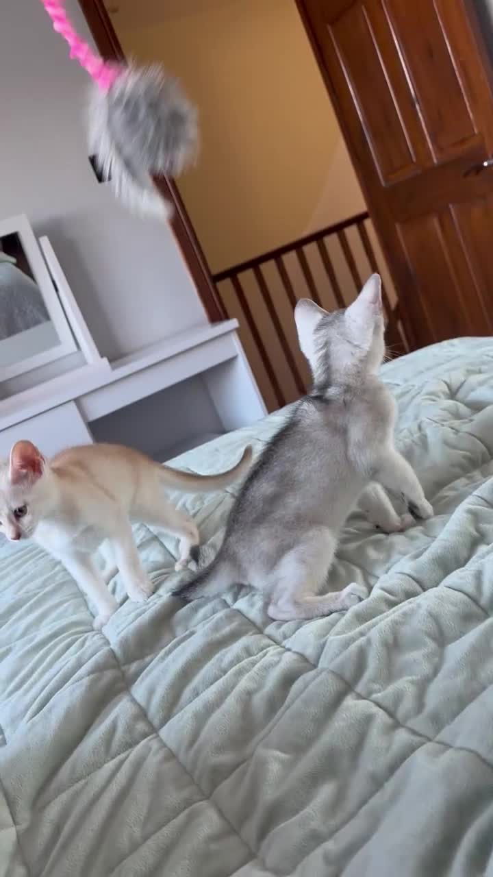 Abyssinian cats for sale: Pedigree Silver Abyssinian kittens - Video 1