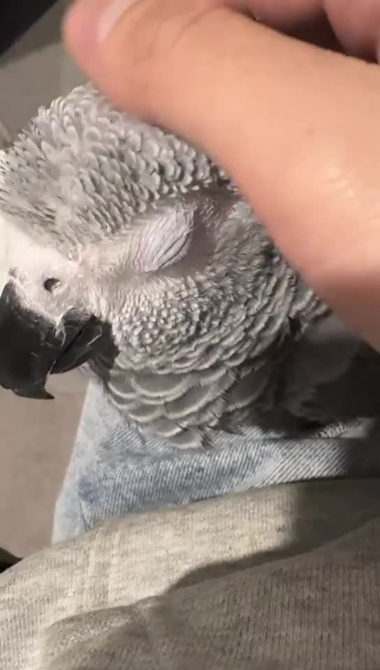 Parrots birds for sale: Burger in Manchester - Video 2