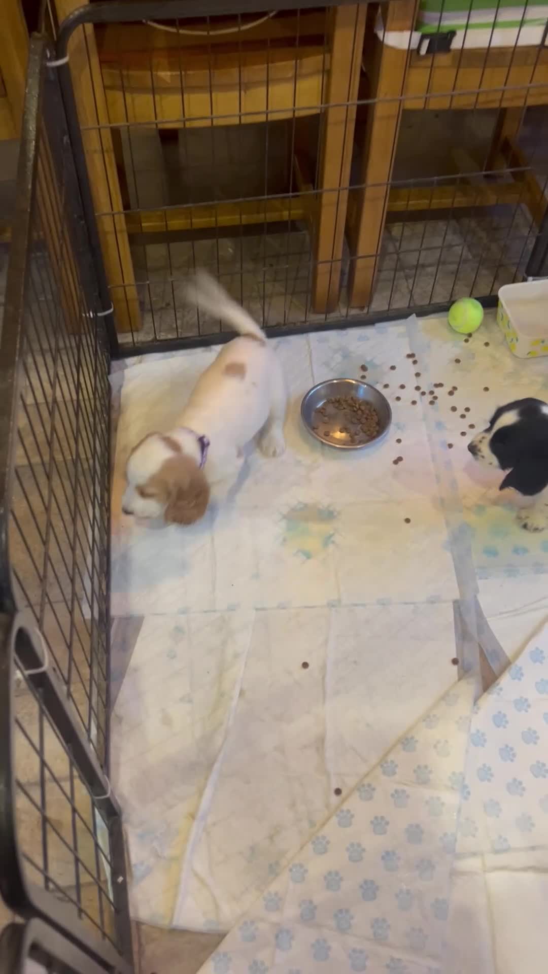 Cocker Spaniel dogs for sale: Show cocker spaniels  - Video 1