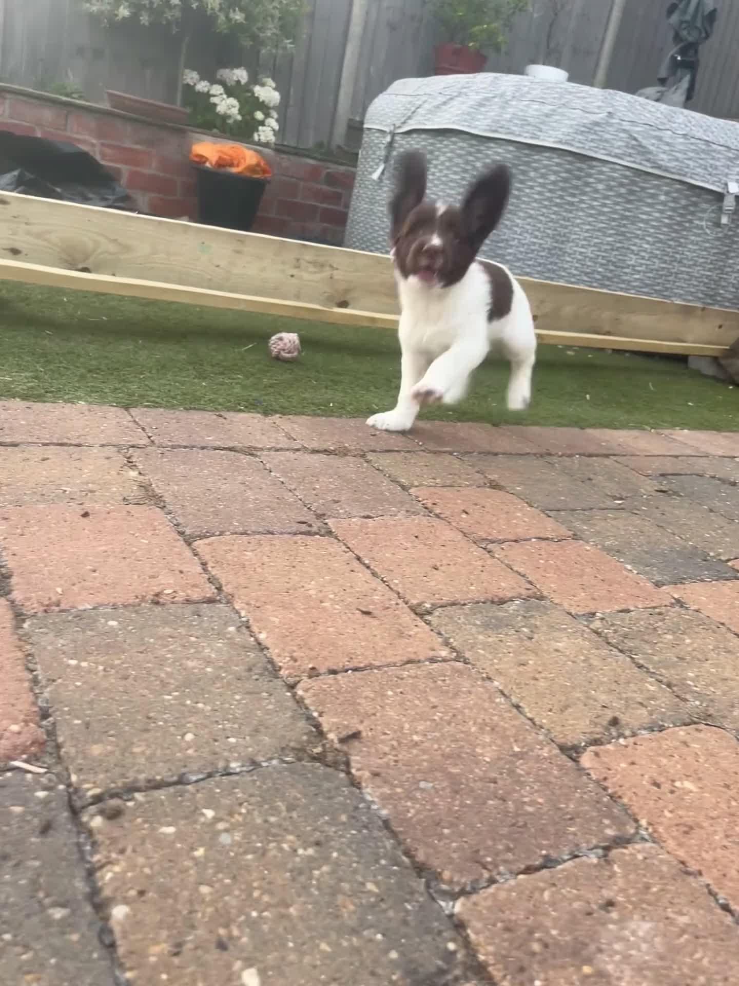 English Springer Spaniel dogs for sale: 1 BOY LEFT READY NOW - KC Springer Spaniel Pups - Video 1