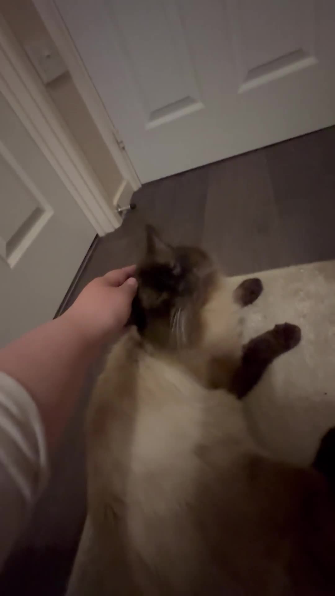 Ragdoll cats for sale: Simba the sweet giant  - Video 1