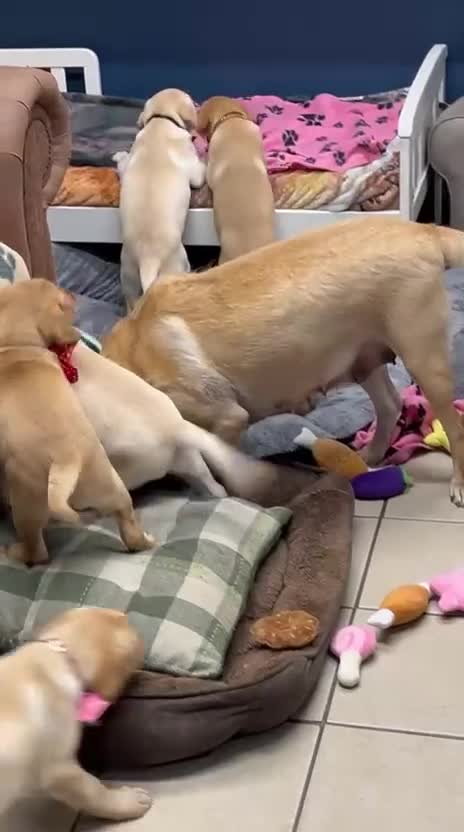 Labrador Retriever dogs for sale: ✨ Beautiful Old-Fashioned Chunky Labrador Puppies✨ - Video 2