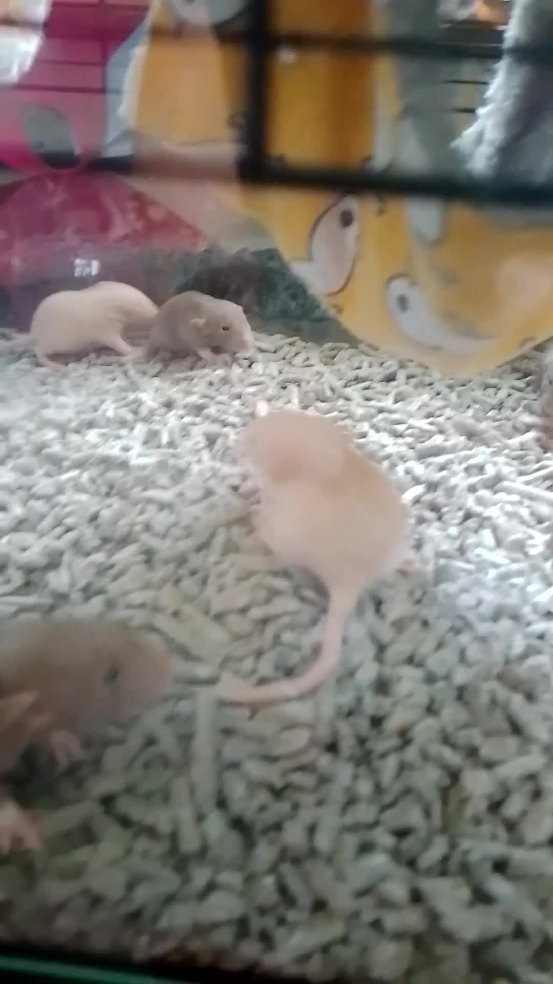 Rat rodents for sale: Dumbo baby rats  - Video 1