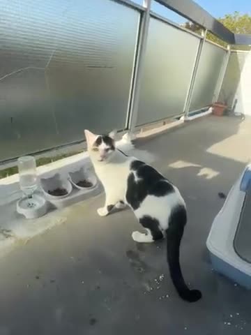 Mixed Breed cats for sale: Cute cat - Video 1