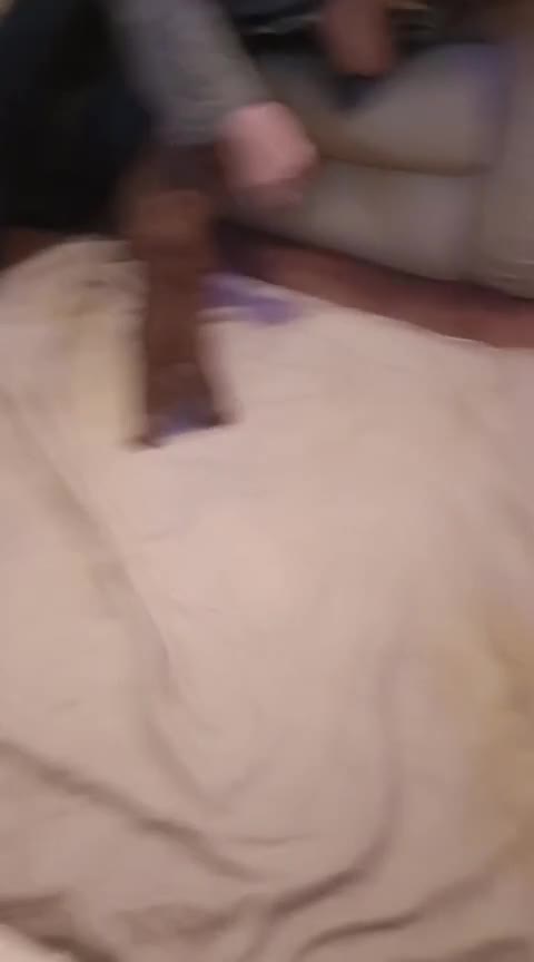 Norfolk Terrier dogs for sale: Norfolk Terrier Puppies  - Video 1