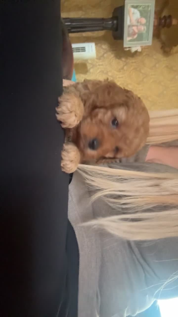 Cavapoo dogs for sale: Two male Cavapoo’s for sale🩵  in Doncaster - Video 1