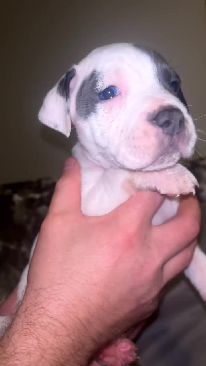 Staffordshire Bull Terrier dogs for sale: Staffordshire bull terriers  - Video 3