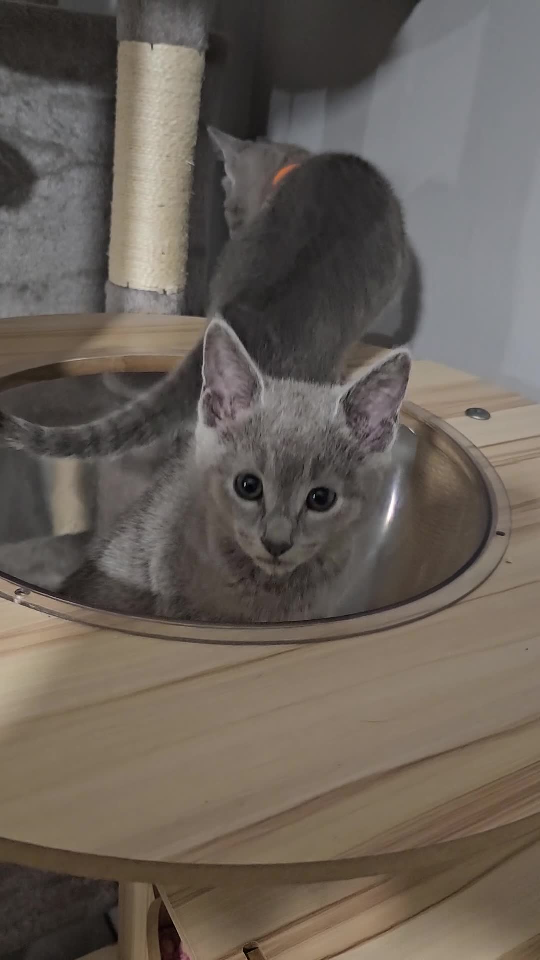 Russian Blue cats for sale: TICA Russian Blue  - Video 1