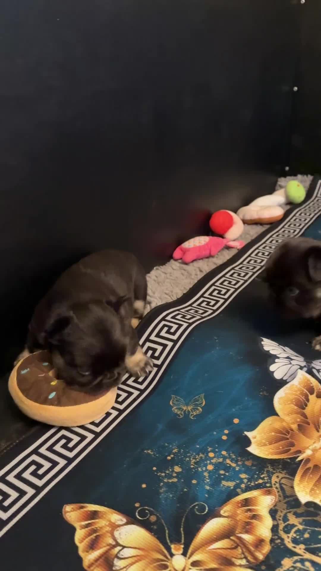 French Bulldog dogs for sale: Wicked French Bulldog female Pup Elphaba - Video 1