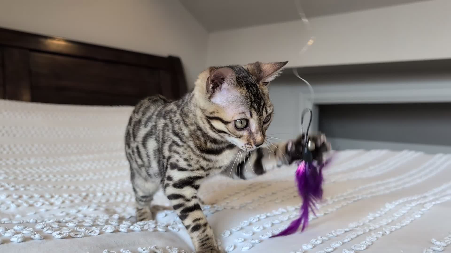 Bengal cats for sale: 🖤🩶🤍 BEAUTIFUL BENGAL KITTENS 🤍🩶🖤 - Video 1