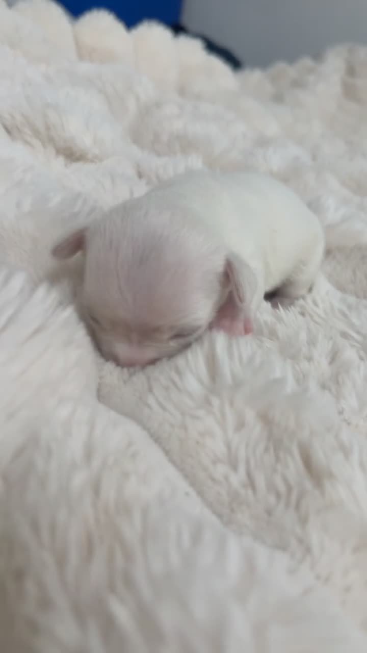 Chihuahua dogs for sale: Tiny Toy apple head chihuahuas.  in Rochester - Video 3