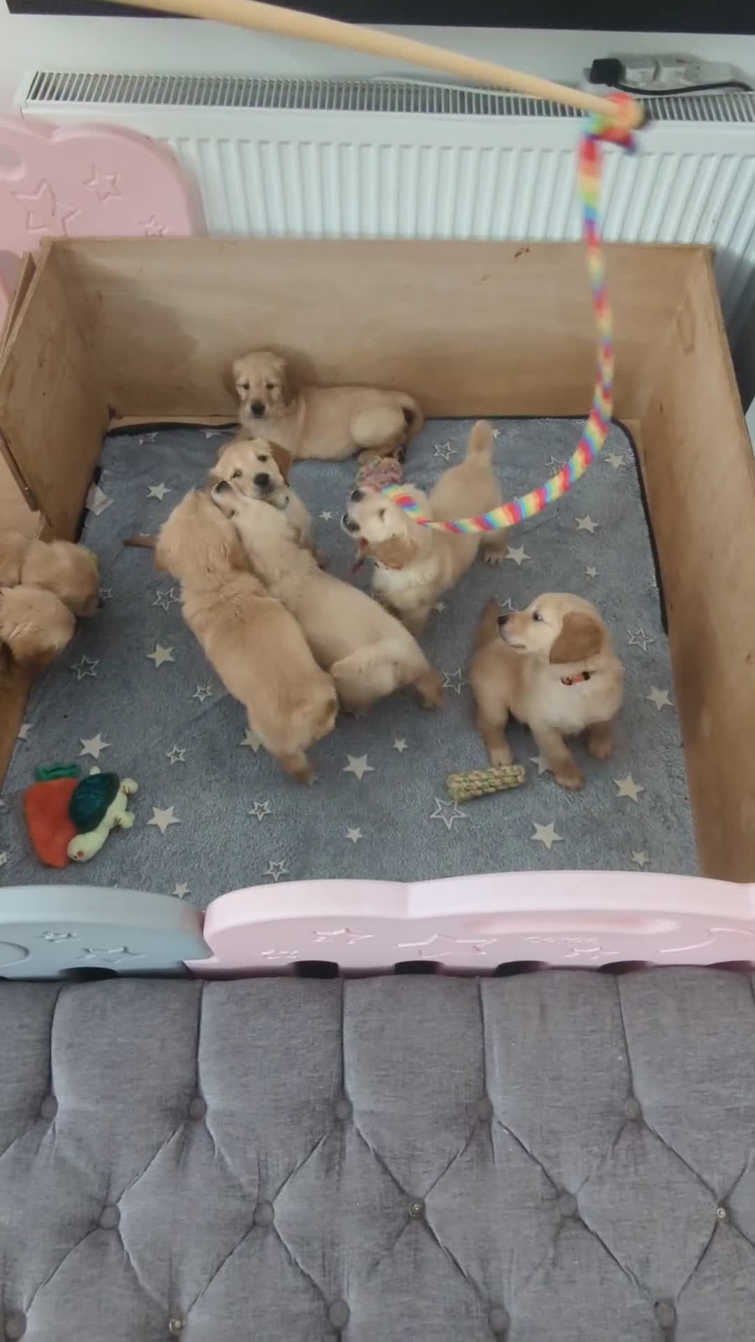 Golden Retriever dogs for sale: KC Pedigree Golden Retriever Puppies - Video 1