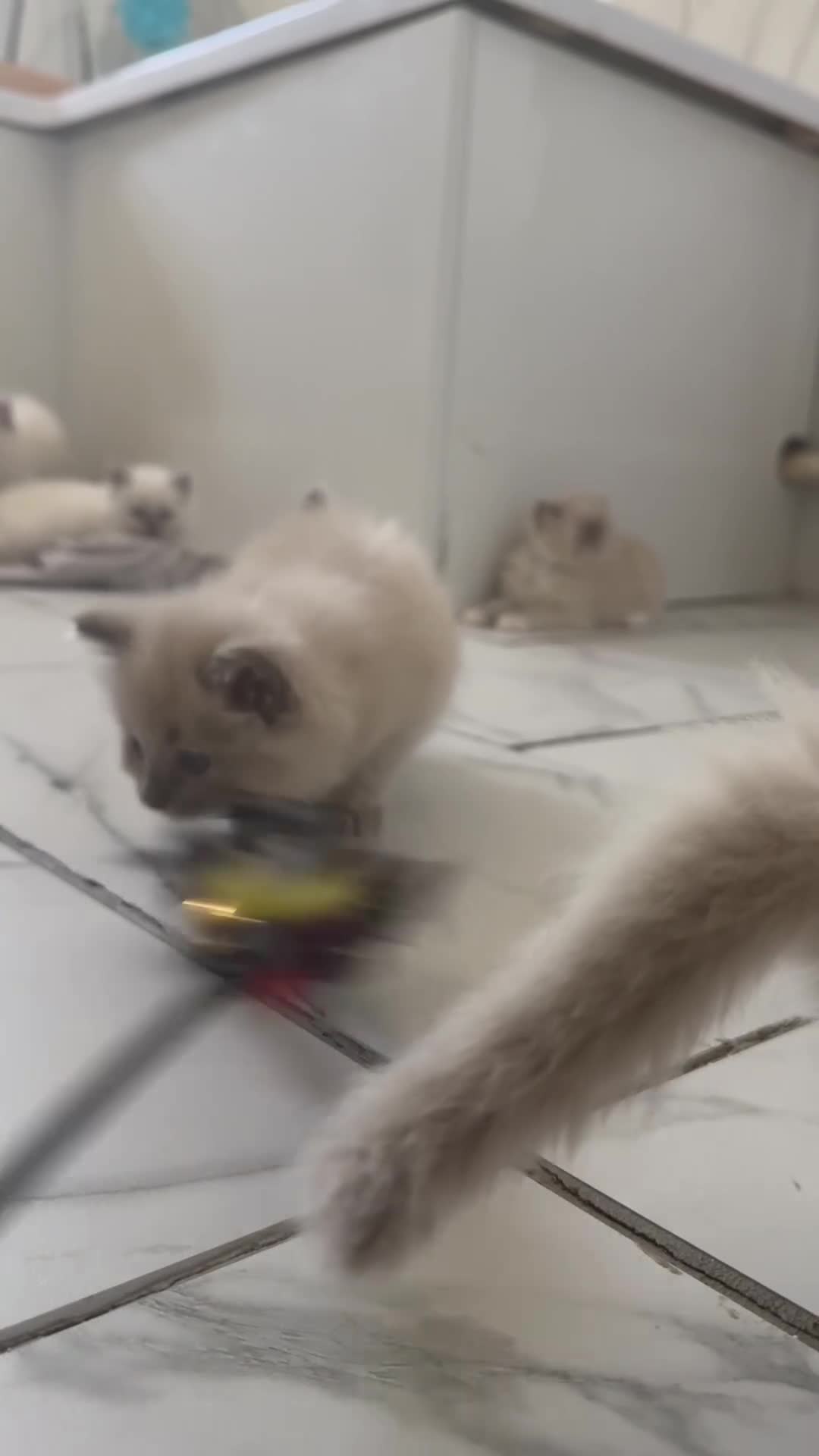 Ragdoll cats for sale: Rare Mink and blue mitted Ragdoll kittens  - Video 4