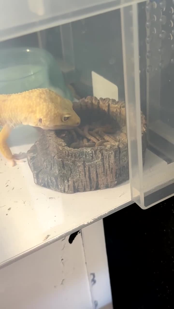 Leopard Gecko reptiles for sale: TANGERINE RAINWATER LEOPARD GECKO  - Video 1