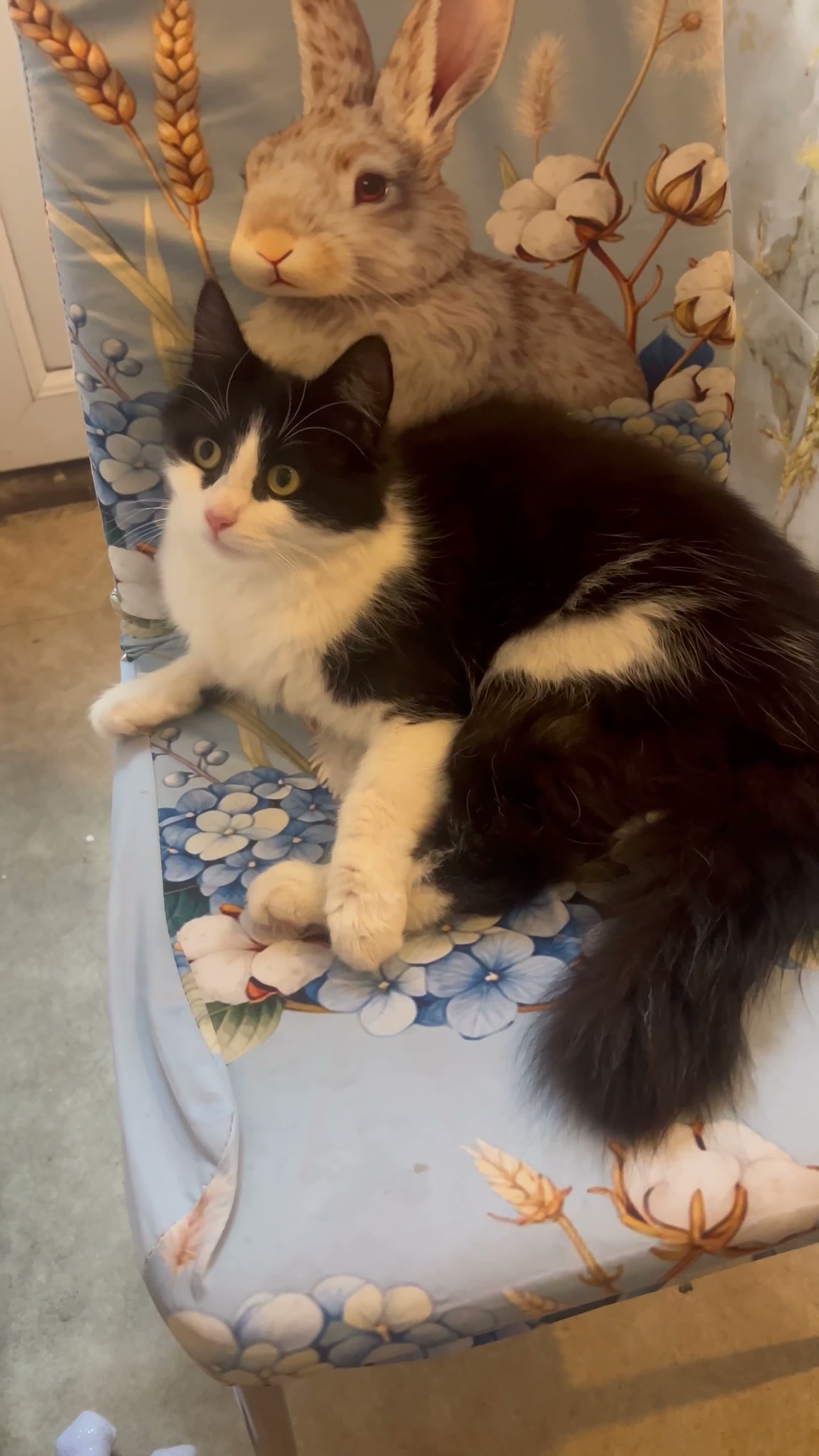 Mixed Breed cats for sale: Mother and daughter free - Video 1