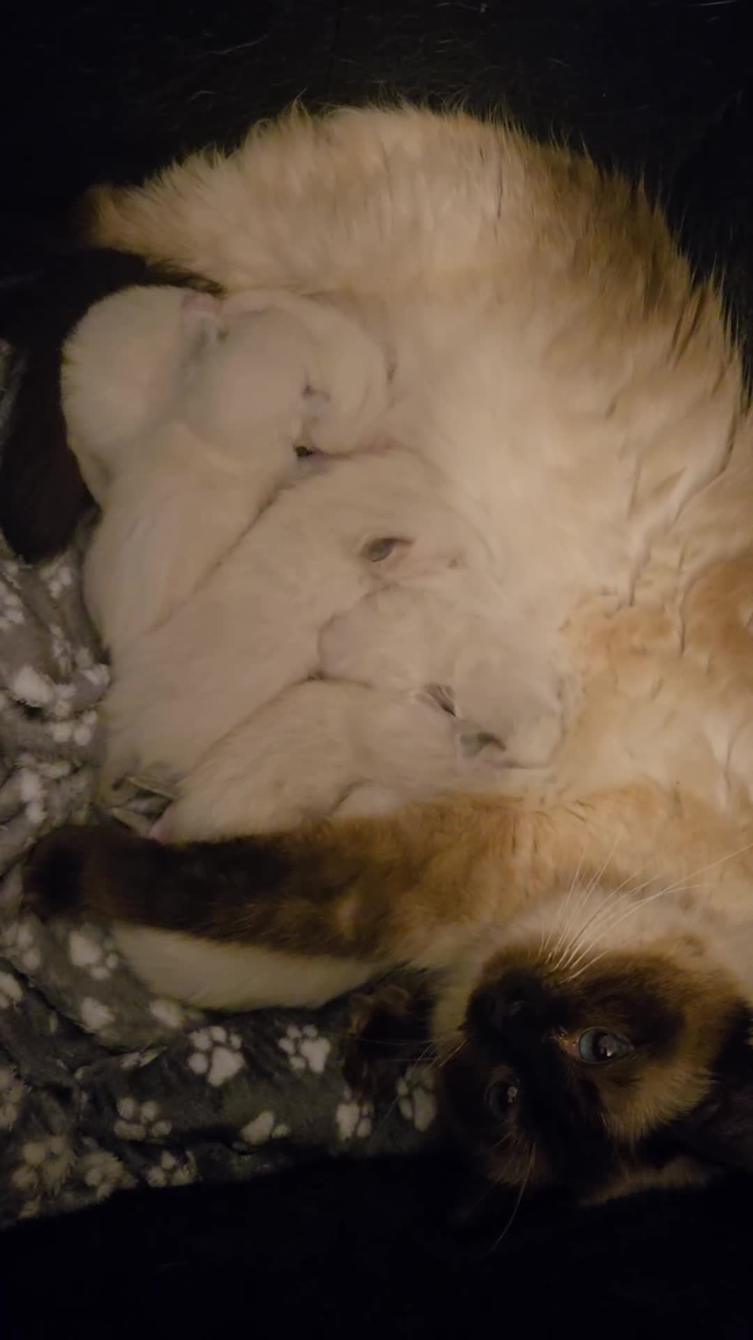 Ragdoll cats for sale: Purebred Ragdoll kittens, blue, seal, Lynx mitted - Video 5
