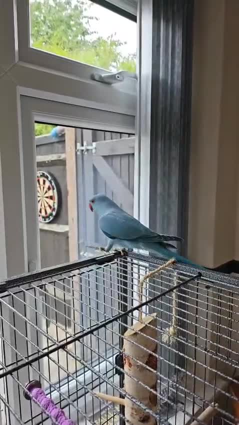 Ringnecks birds for sale: 6 month blue ring neck for rehome  - Video 1