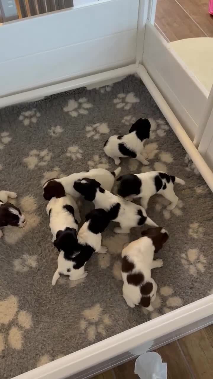English Springer Spaniel dogs for sale: Gorgeous working English Springer Spaniel Puppies - Video 1