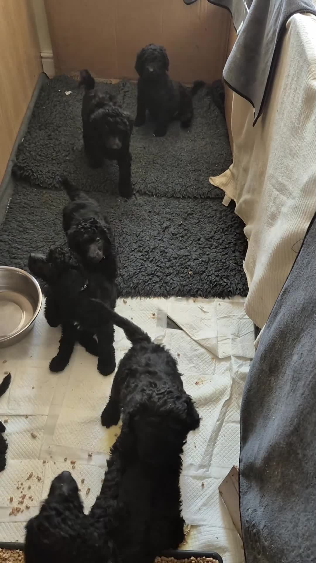 Standard Poodle dogs for sale: outstanding litter of standard poodle pups - Video 1