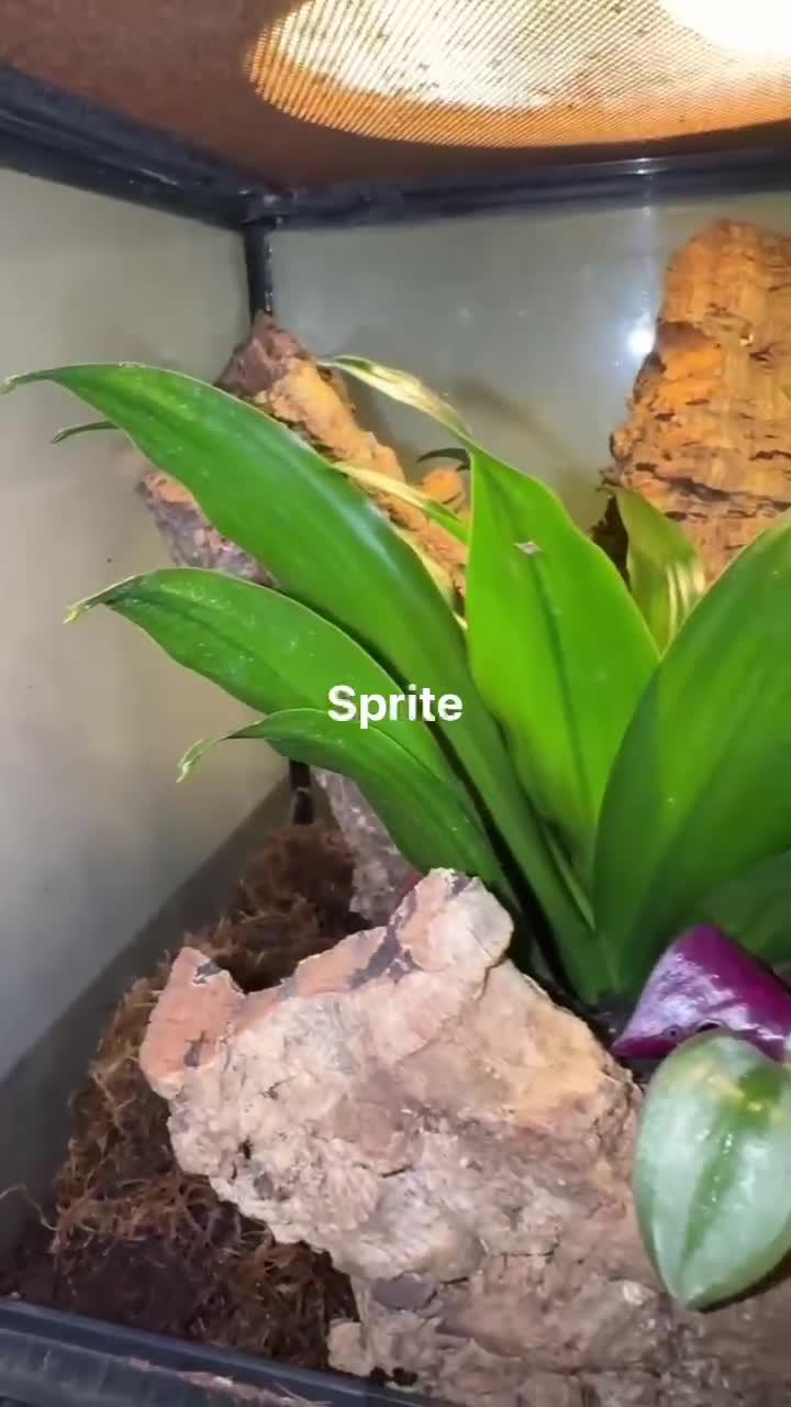 Gecko reptiles for sale: Leopard and crested geckos  in Trowbridge - Video 1