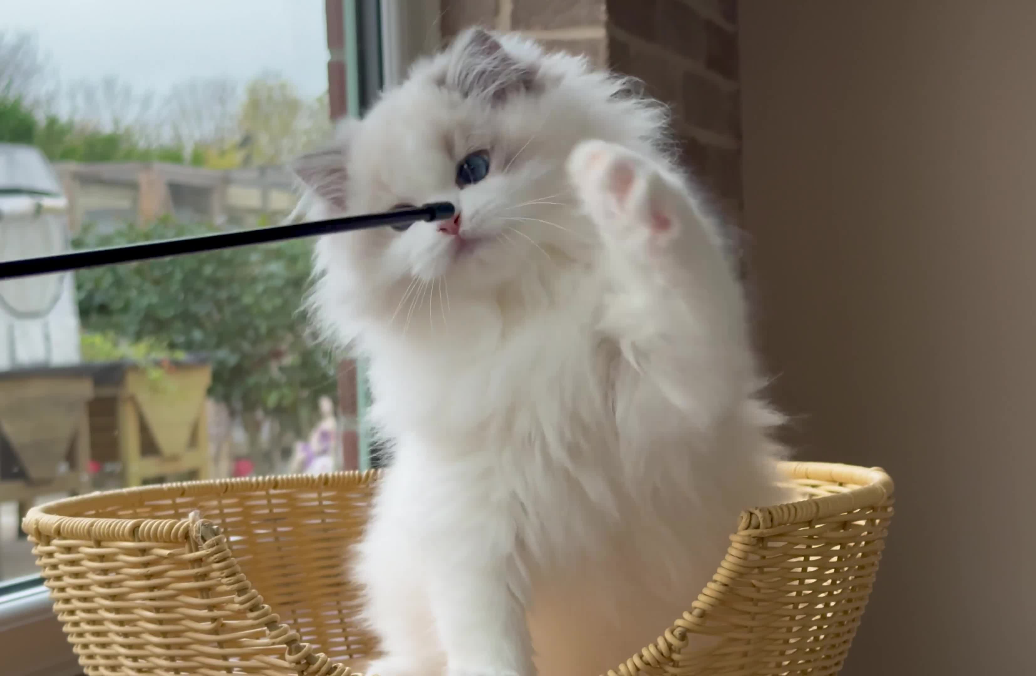 Ragdoll cats for sale: Blue lynx BIC girl  - Video 2