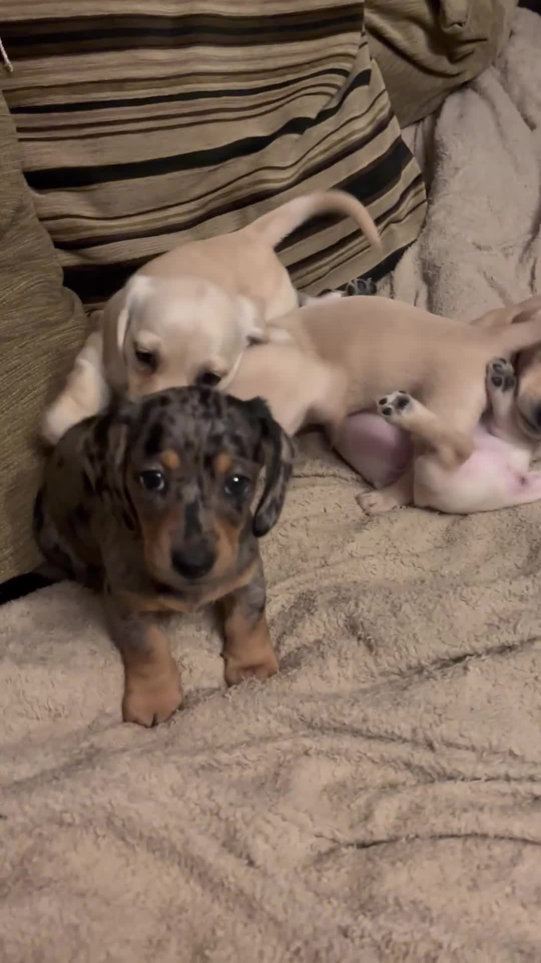 Miniature Dachshund dogs for sale: Miniature dachshund puppies  - Video 1