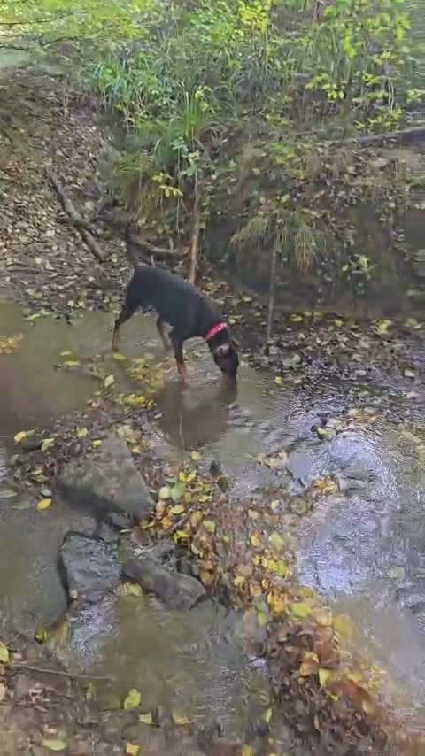 Dobermann dogs for sale: This lovely girl looking for a new home  - Video 2