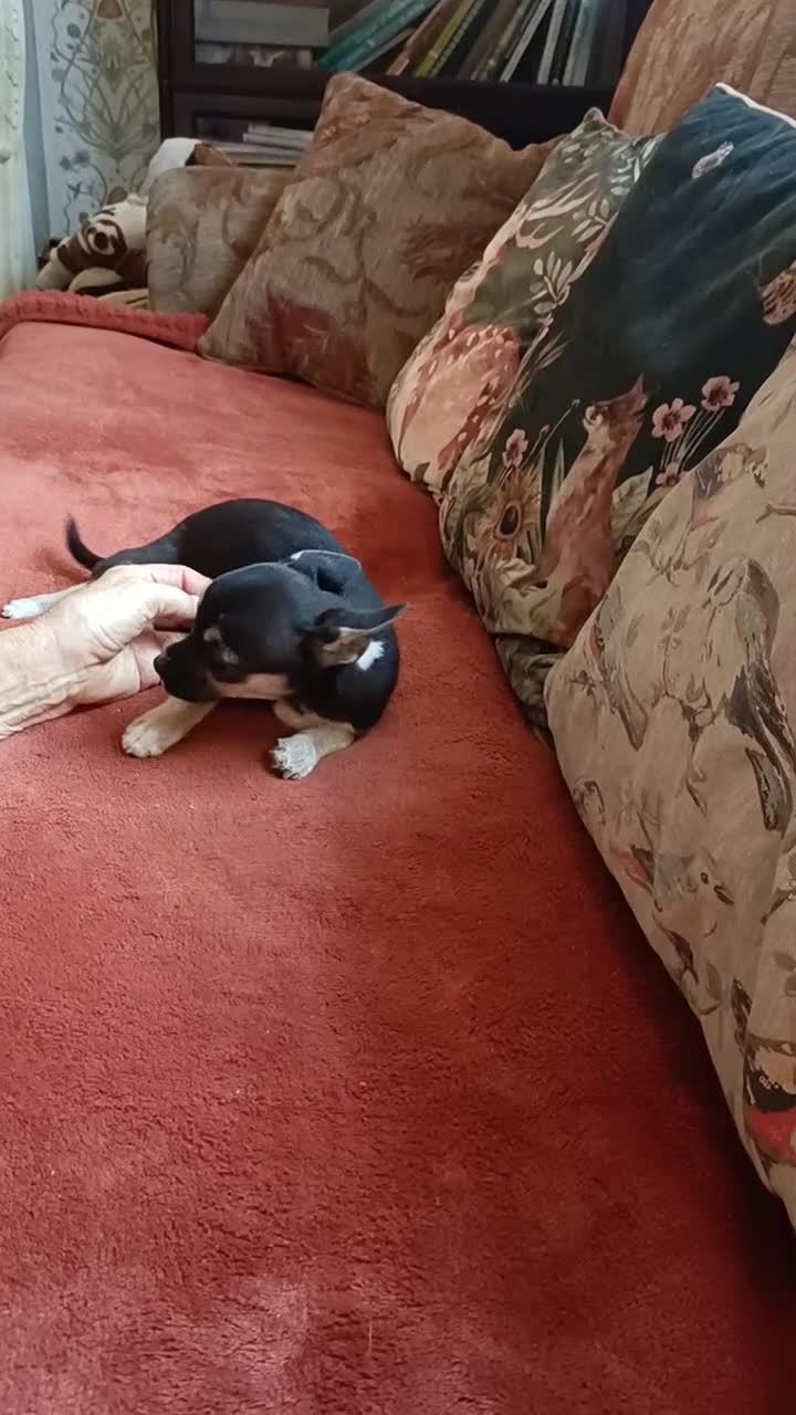 Mixed Breed dogs for sale: Stunning Unique 3/4 Chihuahua x Italian greyhound  - Video 1