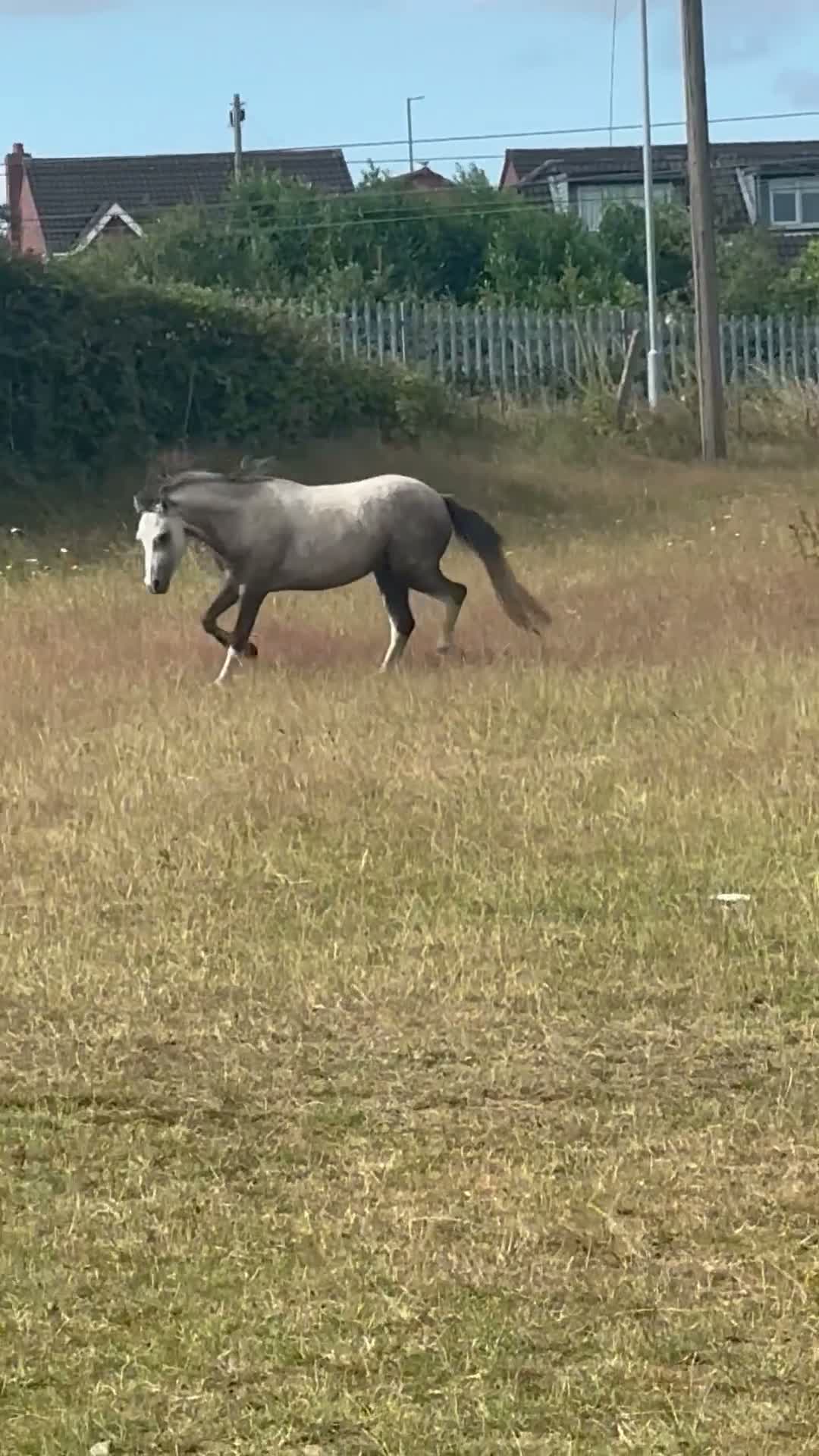 Welsh Section A horses for sale: Little Pea  - Video 1