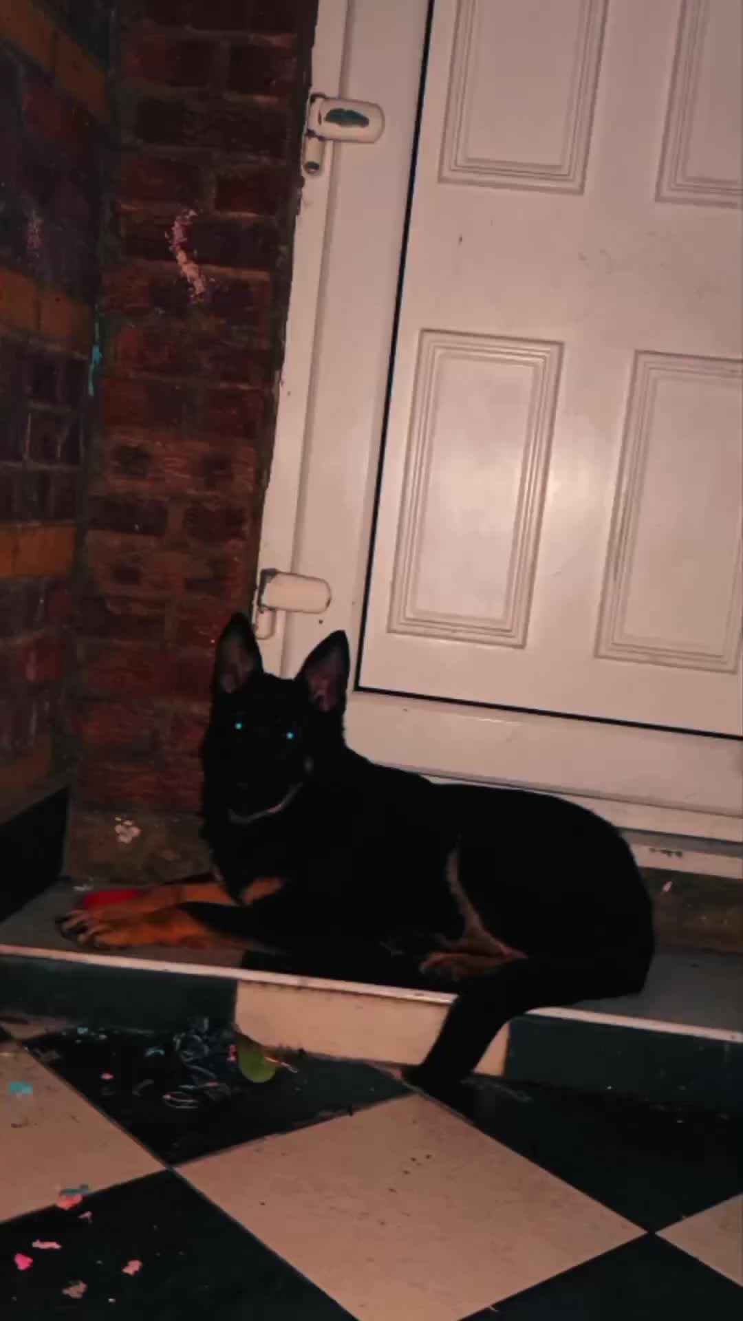 German Shepherd dogs for sale: Beautiful West Working Line German shepherd  - Video 1