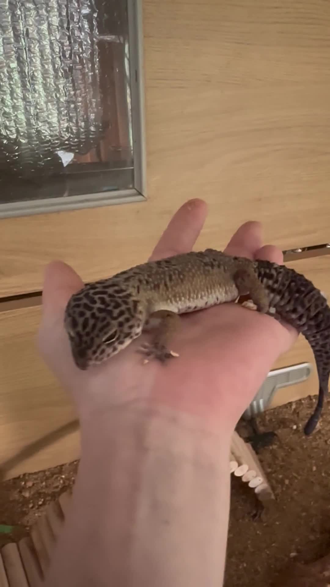 Leopard Gecko reptiles for sale: Beautiful, friendly leopard gecko and full set us - Video 1
