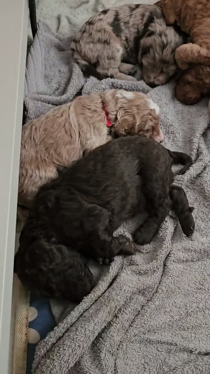 Cockapoo dogs for sale: F2B Merle Cockapoo Puppies - Girls & Boys - Video 1