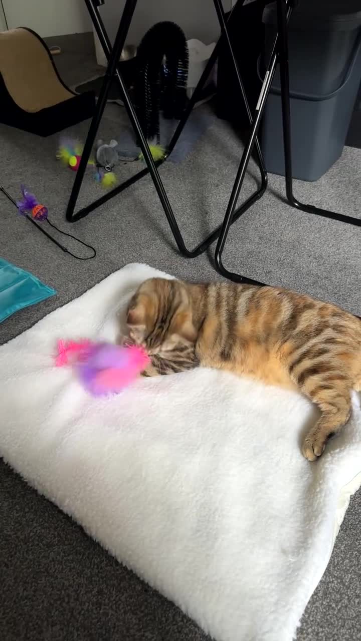 British Shorthair cats for sale: Whiskey - British Shorthair for sale - Video 3