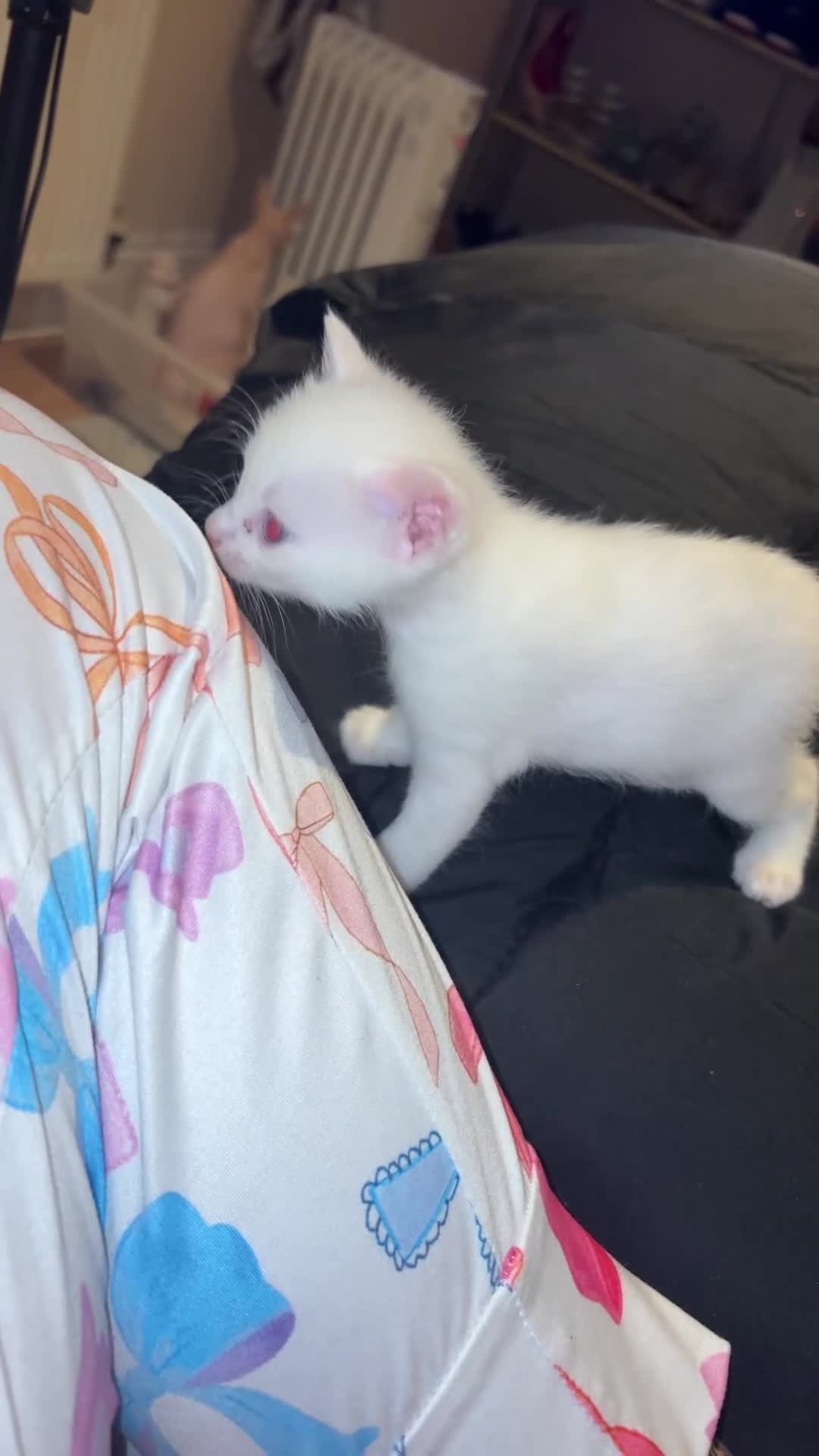 Mixed Breed cats for sale: Siamese kittens  - Video 1