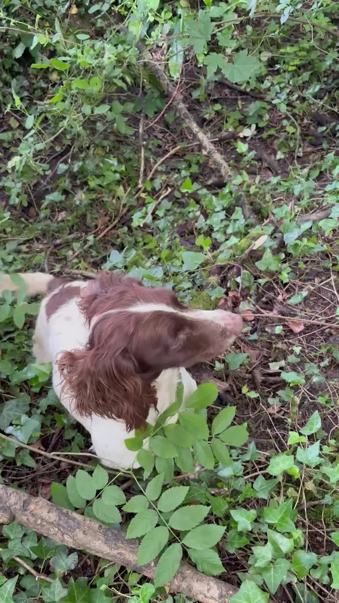 English Springer Spaniel dogs for sale: FTCH bred ESS bitch 3 years old - Video 1