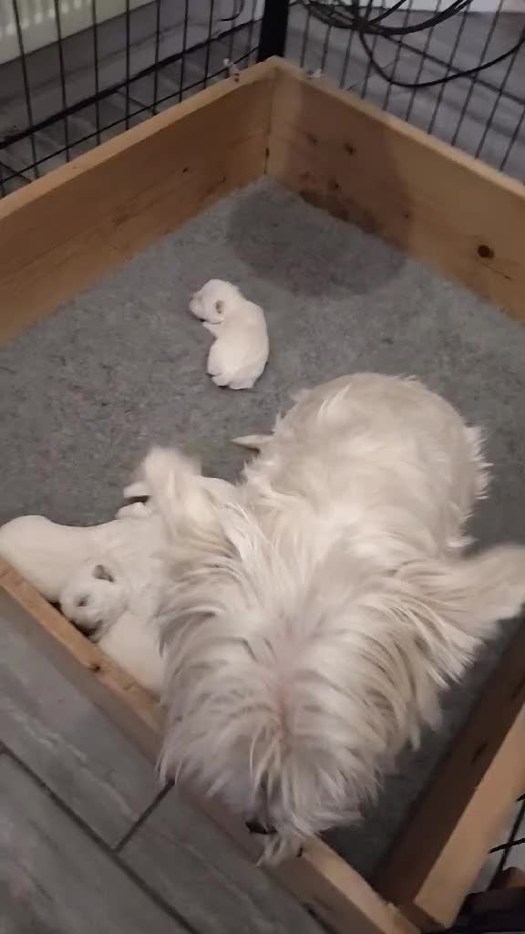 West Highland Terrier dogs for sale: West Highland Terrier Puppies - Video 1