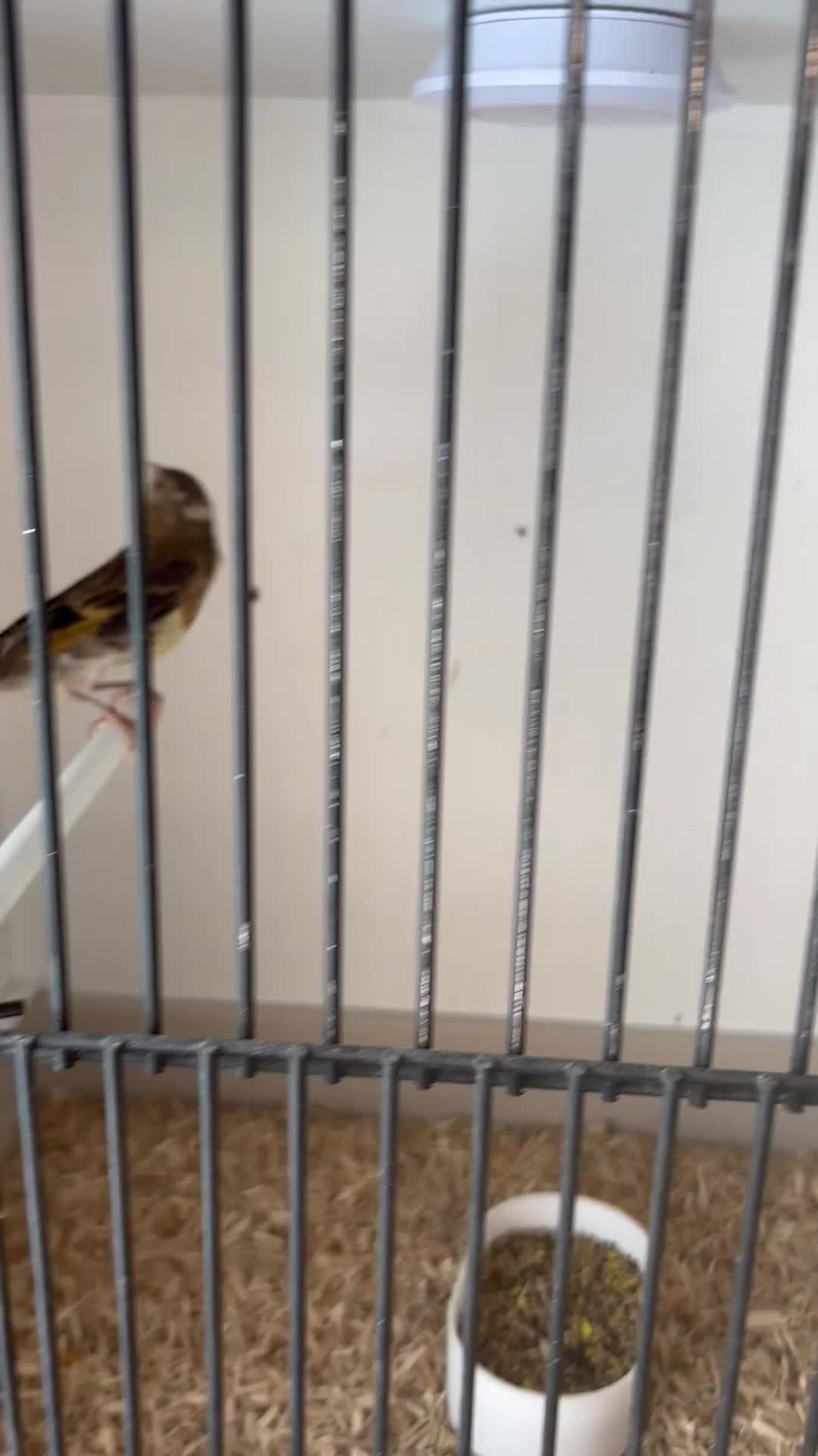 Finches birds for sale: This years goldfinch mules - Video 2